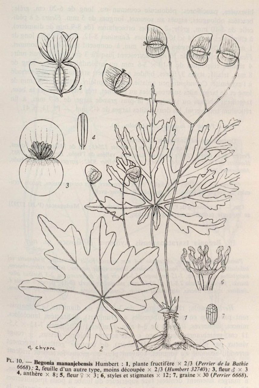 B. mananjebensis